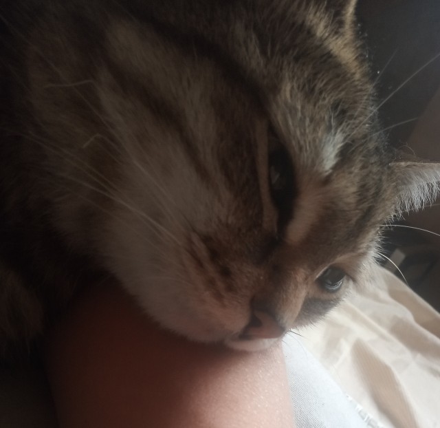 А как вы спите с котиком?