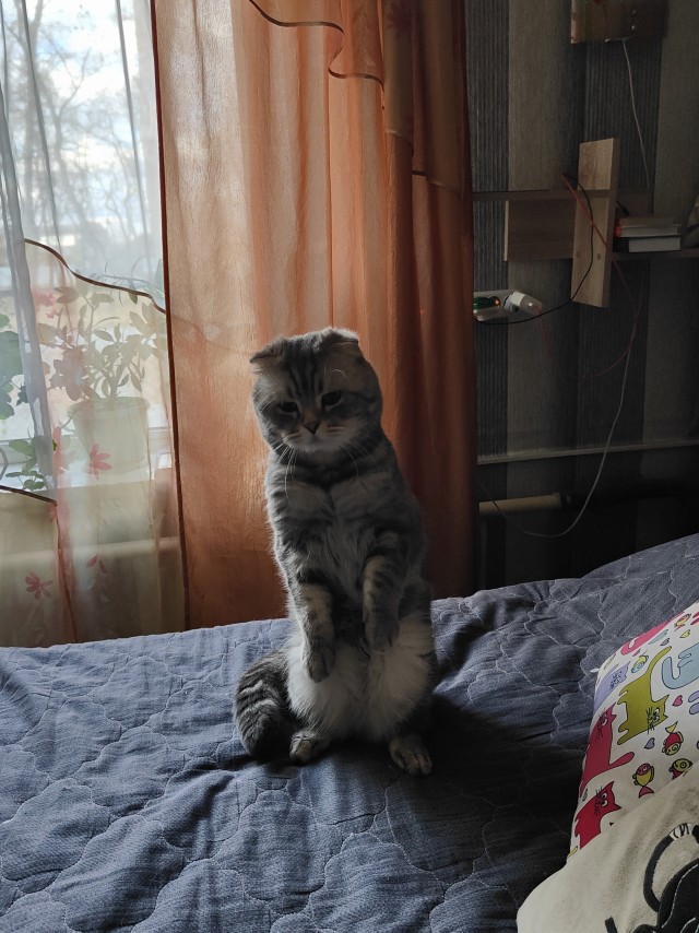 Мой Песдюк