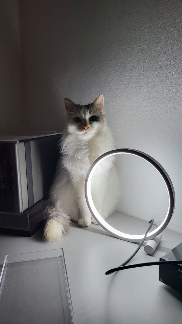 Коточетверг!