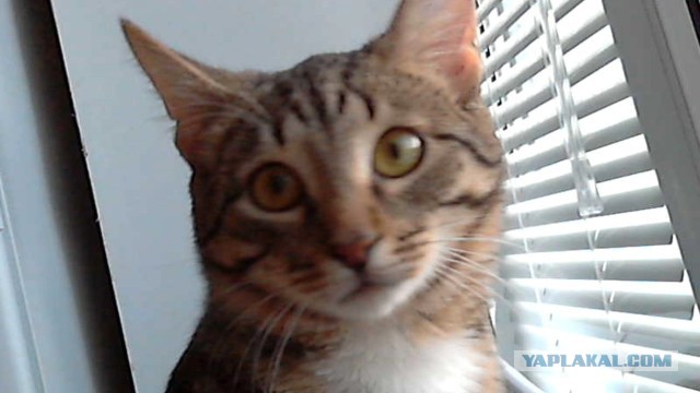 Котовторник 16.04.2013