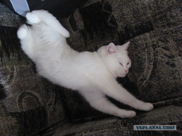 Котовторник 23.04.2013