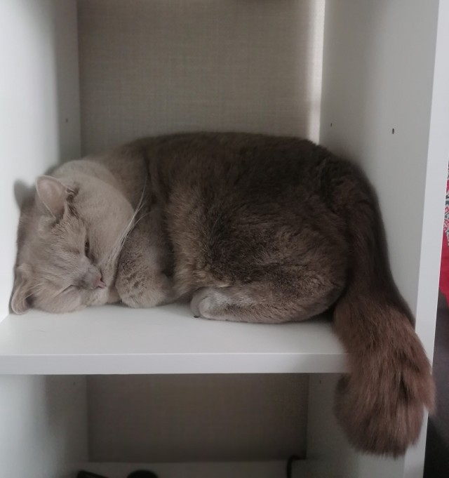 Кот взятый с дачи. Продолжение