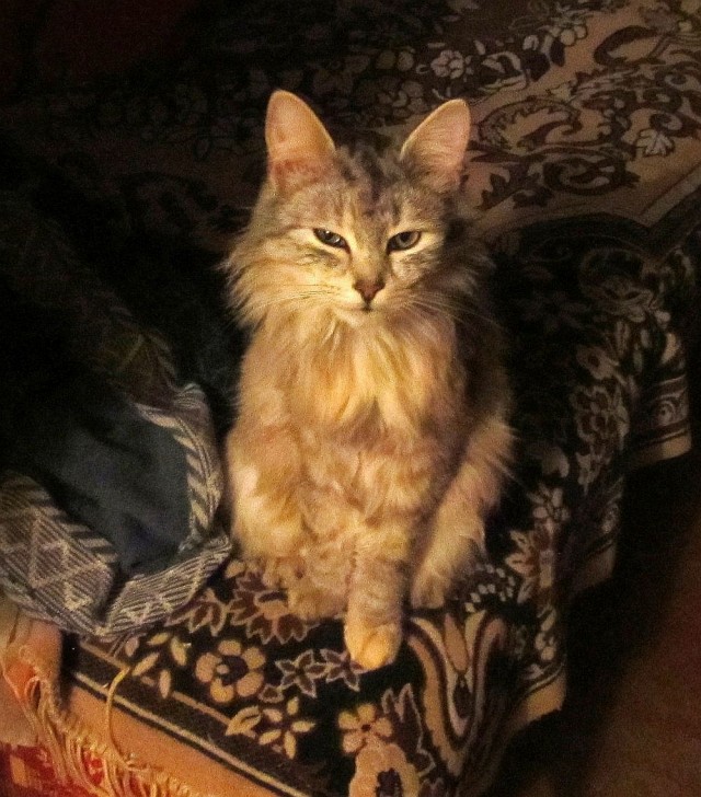 Первый Котовторник 2024