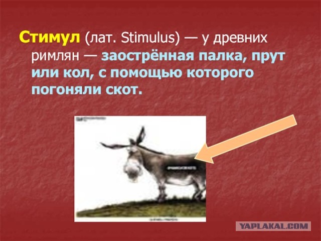 В Перми два суровых пермских кота устроили дуэль, их секундировали вороны