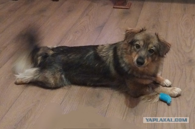 К собакочетвергу