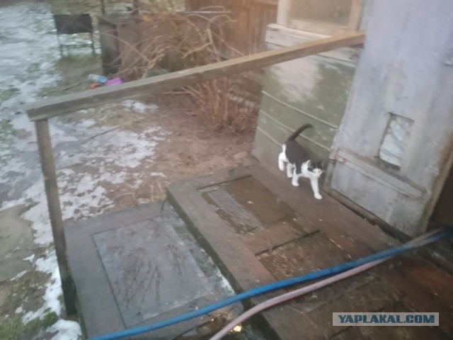 Жизнь домашнего приюта для котеек 537