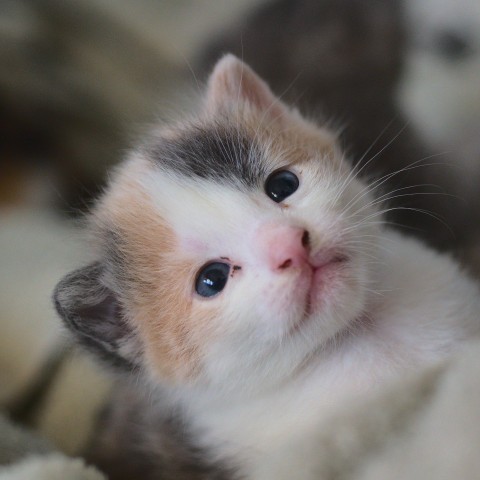 Кошка-фотомодель