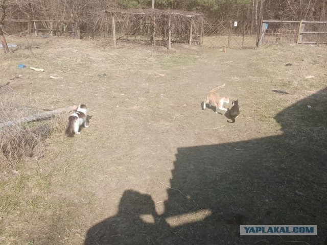 Жизнь домашнего приюта для котеек 537