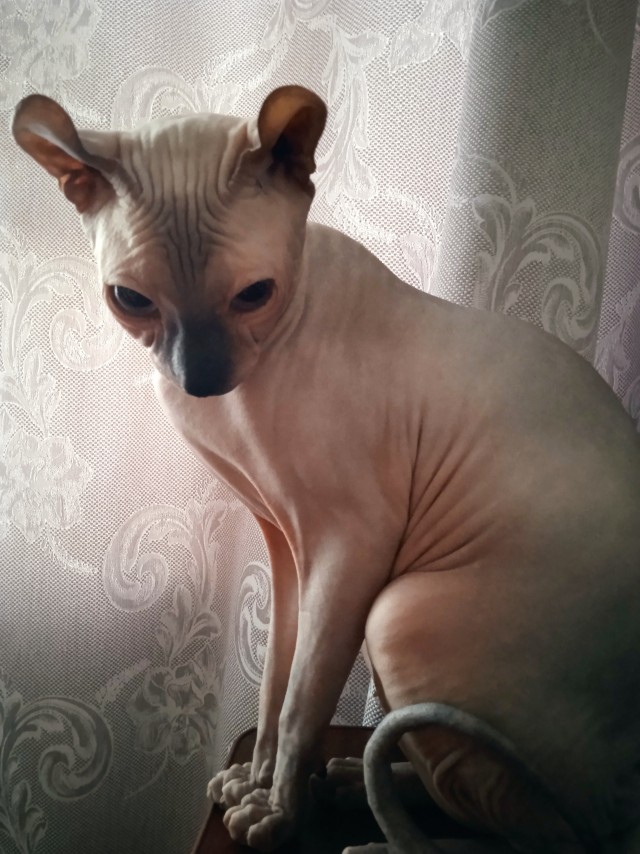 К котовторнику