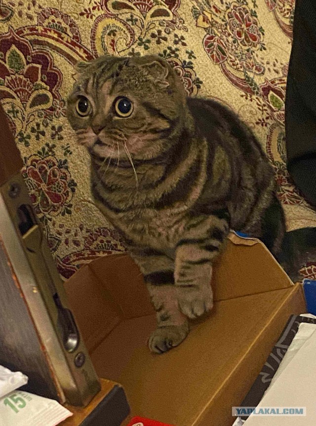 Моему коту Тому 2 года