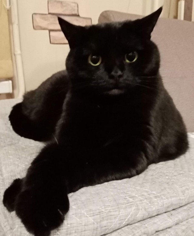 Чёрный котовторник