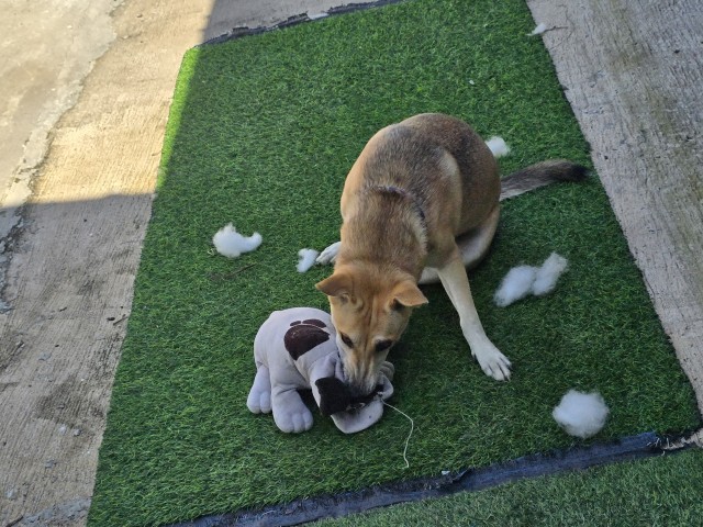 Собака разорвала теленка,кровь,кишки, 18+)