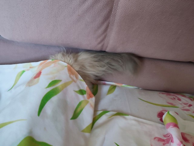 Котовторник удался!