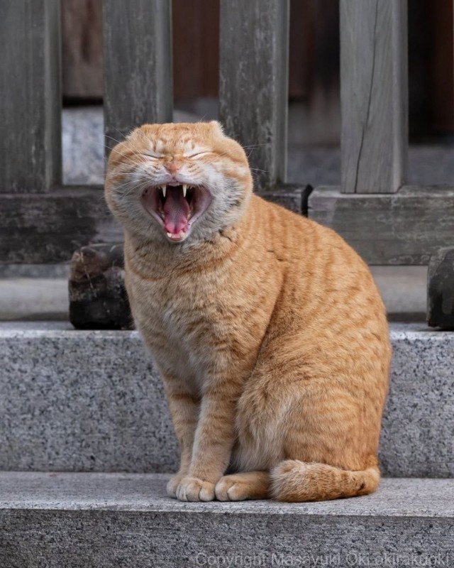 Котиков много не бывает))) отдохните от суетного мира