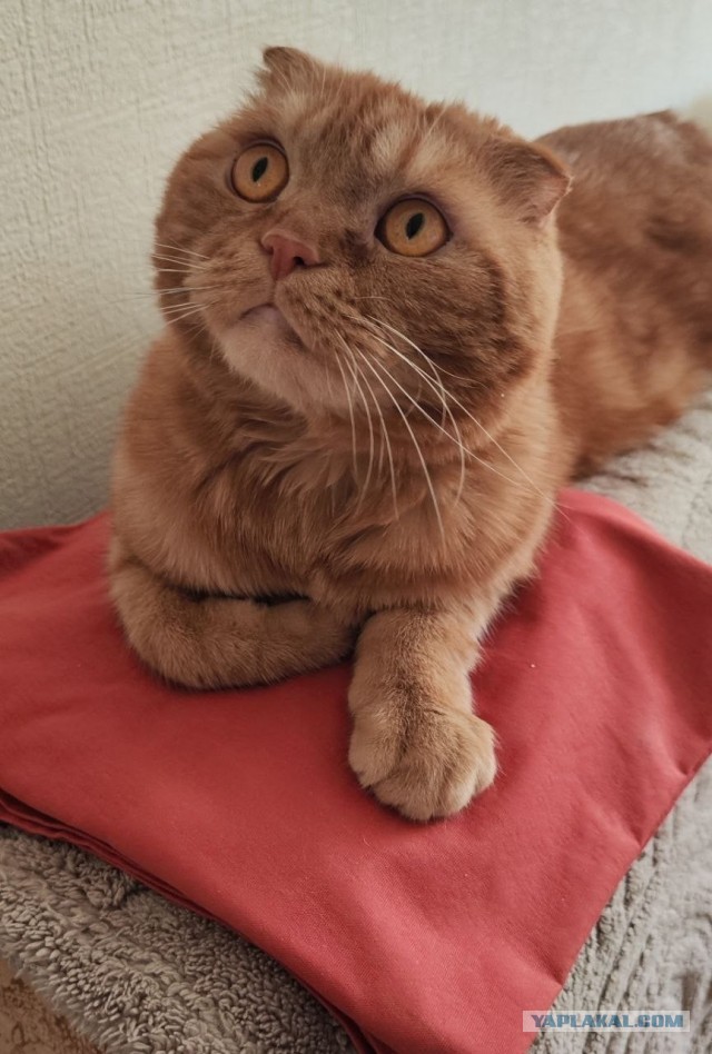 Кото вторник. Серый на сером)