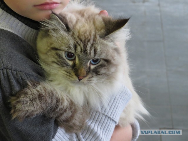 Котовторник на 24.09.2013г