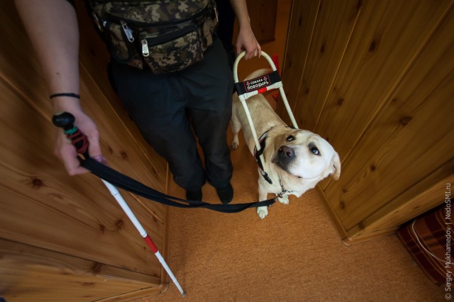 Золотые собаки