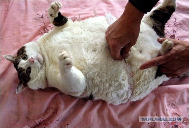 Просто жирный кот.