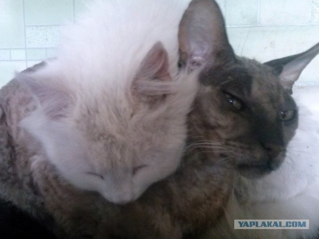 Котовторник 20.05.2014