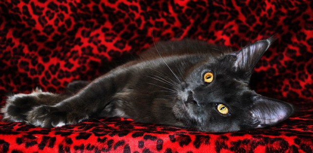 Мои мейн куны