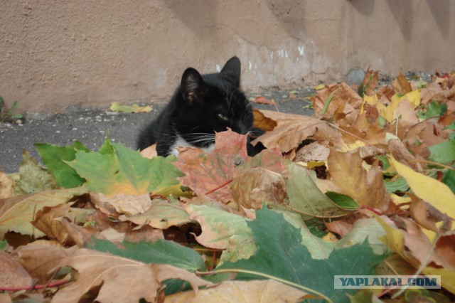 Котовторник 7.10.2014