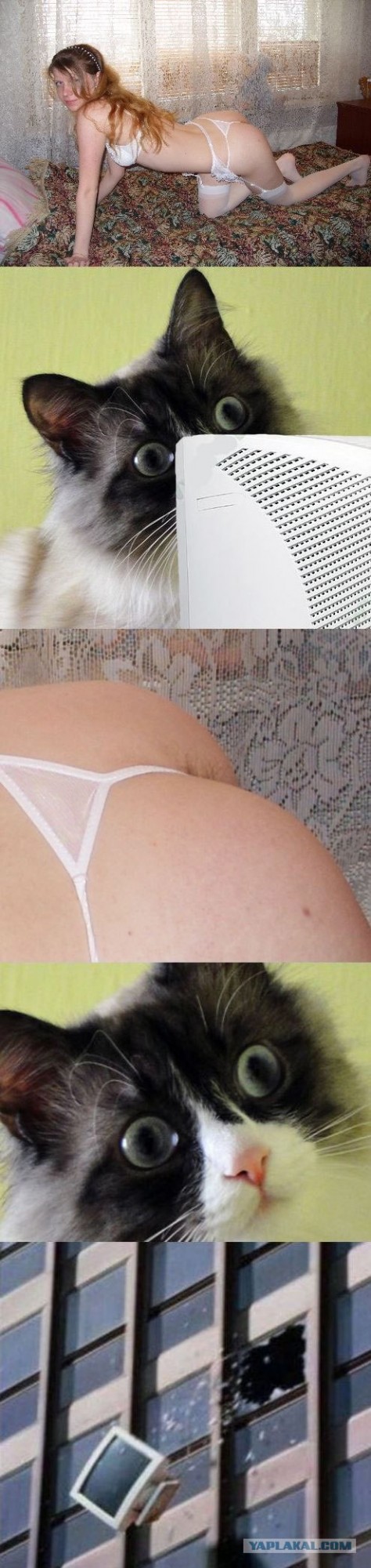 Сиcьки это всё!