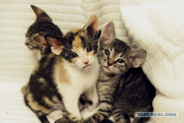 Котовторник