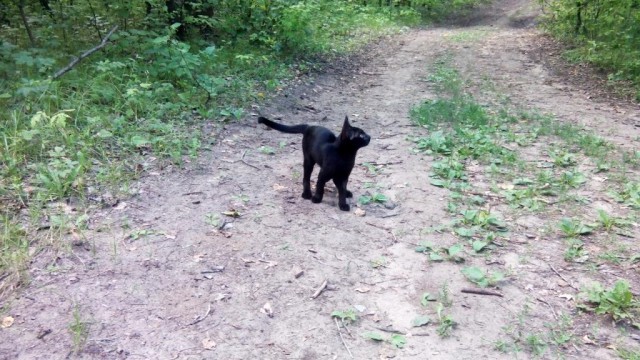 Котовторник 15-09-2015 !