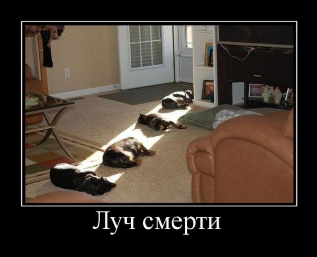 Весёлые картинки в чёрной рамке