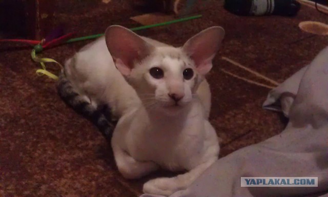 Котовторник 16.02.16
