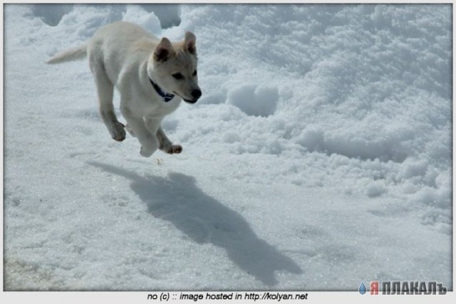 СОБАКИ и ЩЕНКИ. Все про собак!