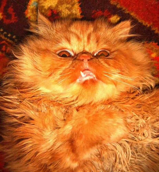 Коты, кошки, котята