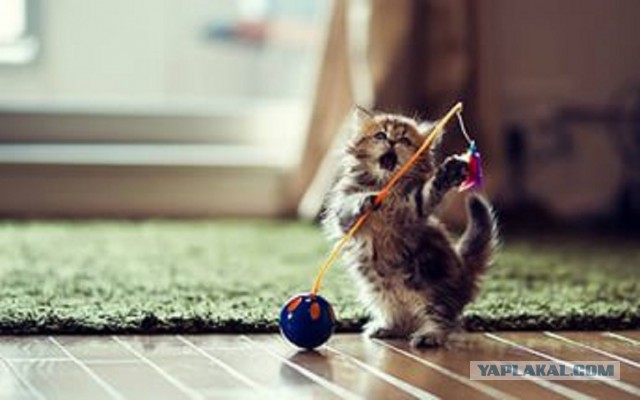 Котовторник 12.04