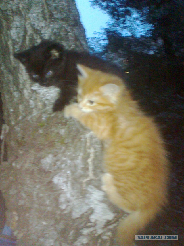 В Туле девушка спасла котёнка