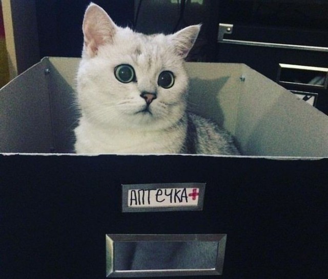 Прикольные животные