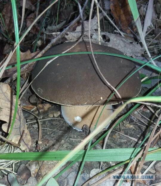 Тихая охота в Сочи.