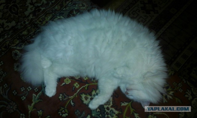 Котовтоник 29.11.2016.