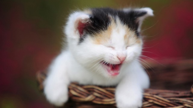 Коты из сети