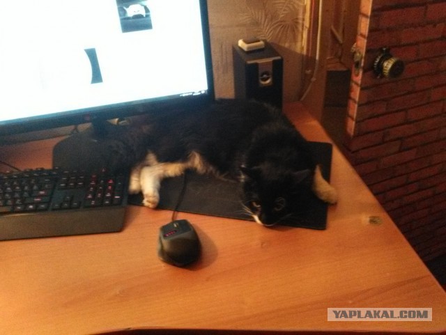Котовторник 28.03.2017