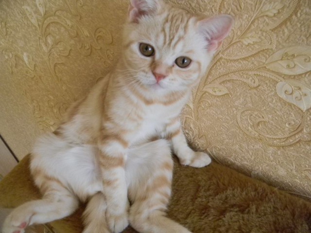 Котовторник  25.07.2017