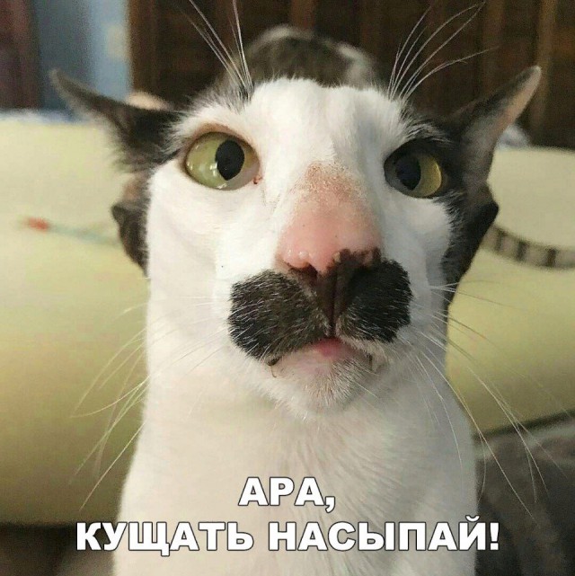 Коты и Кошки