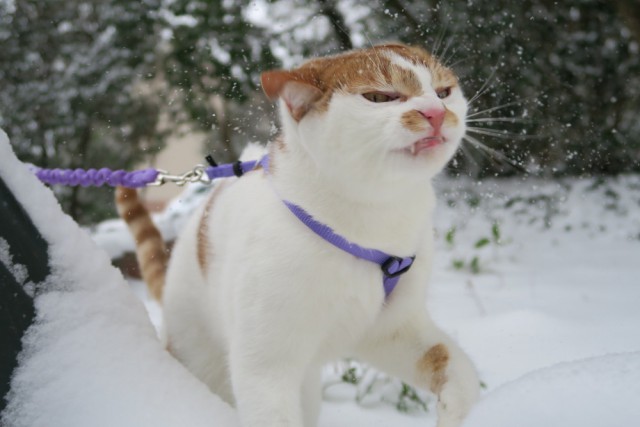 Коты и Кошки