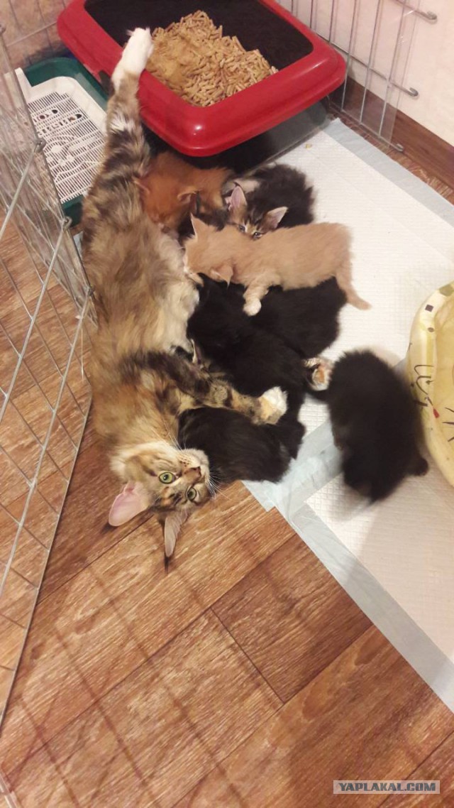 Котовторник 28.11.2017