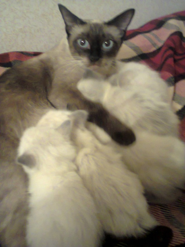 Котовторник 9.01.2018