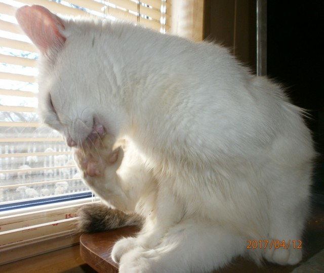 Котовторник 16.01.2018