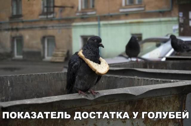 Живность из сети