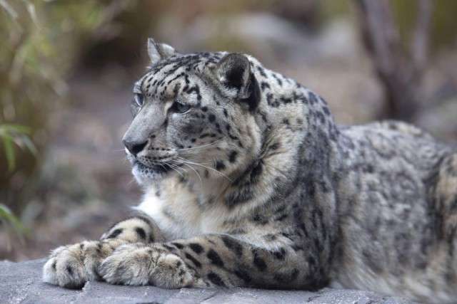 Живность из сети