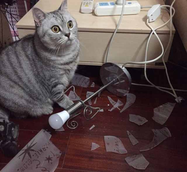 Прикольных котов пост