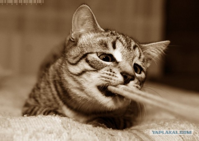 УРРААА ! Котовторник на ЯПлакалъ !