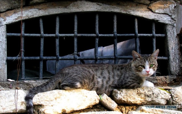 Уррааа! Котомет на ЯПлакалъ.